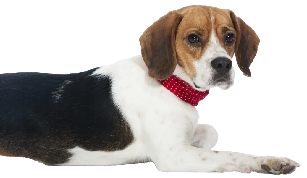 img dog why
